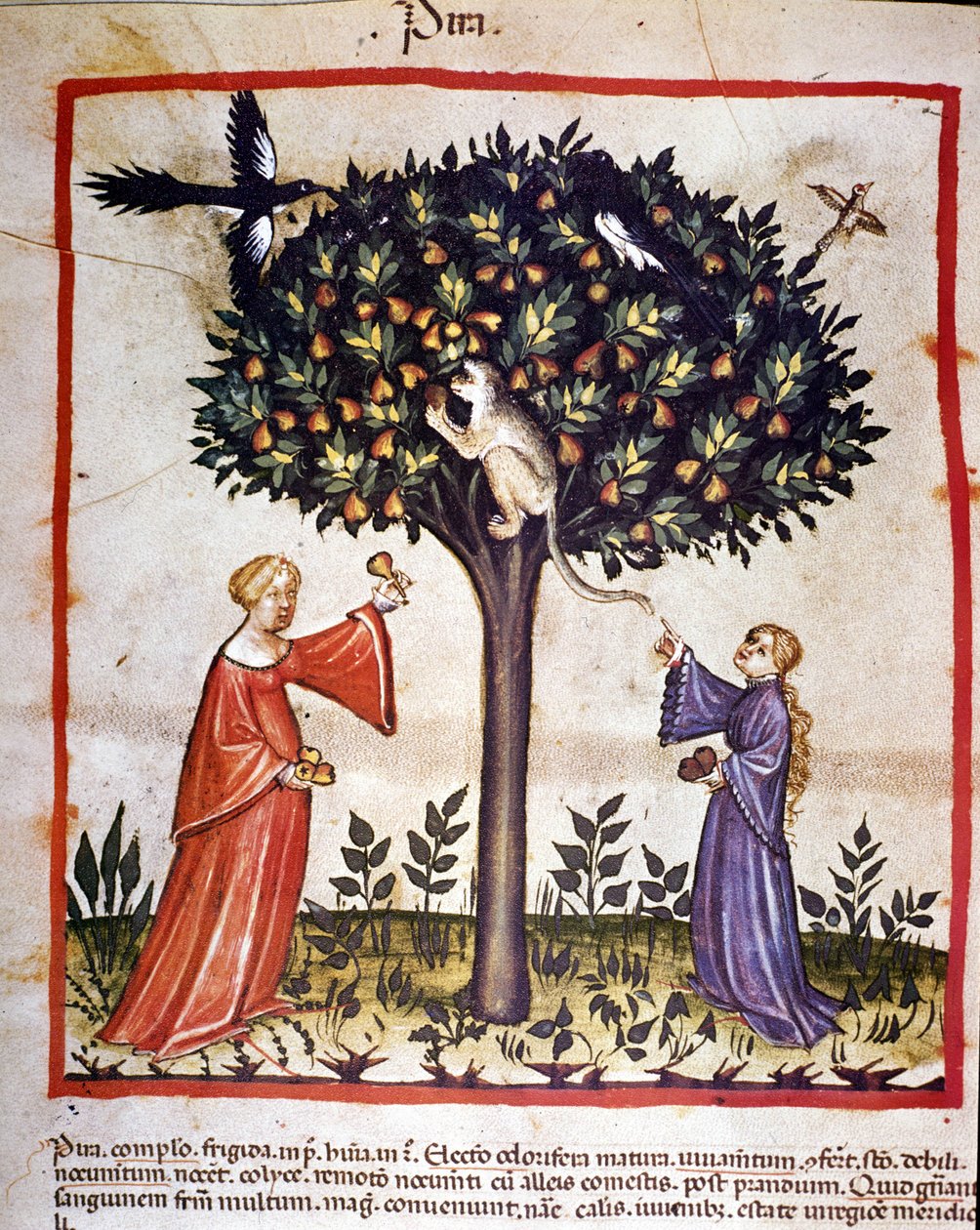 Plukker pærer. Belysning fra melking av medisin og diett "" Tacuinum sanitatis"" av Unknown artist