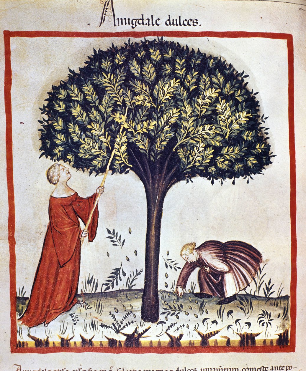 Plukke søte mandler. Belysning fra melking av medisin og diett "" Tacuinum sanitatis"" av Unknown artist