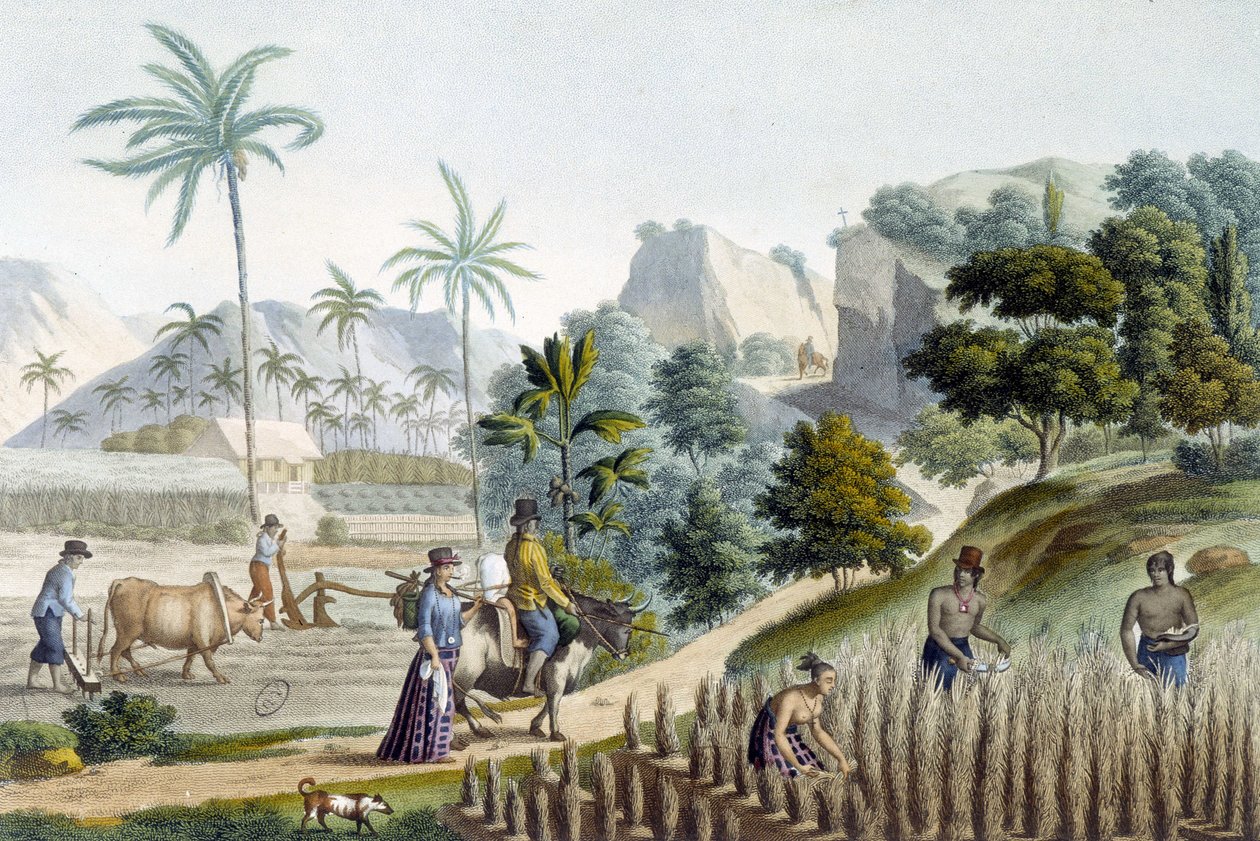 Pilling og planting av ris på Guam Island (Mikronesia) av Unknown artist