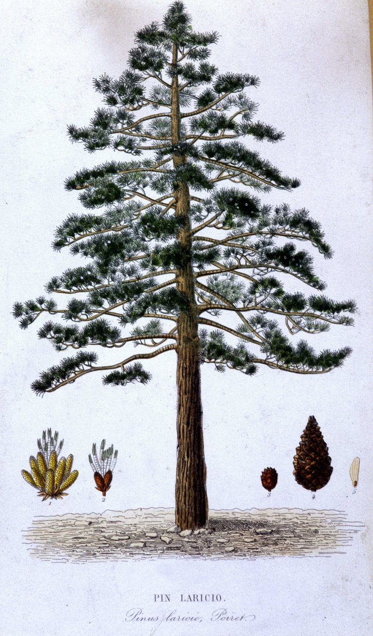 Pin Laricio - botanisk bord av Unknown artist