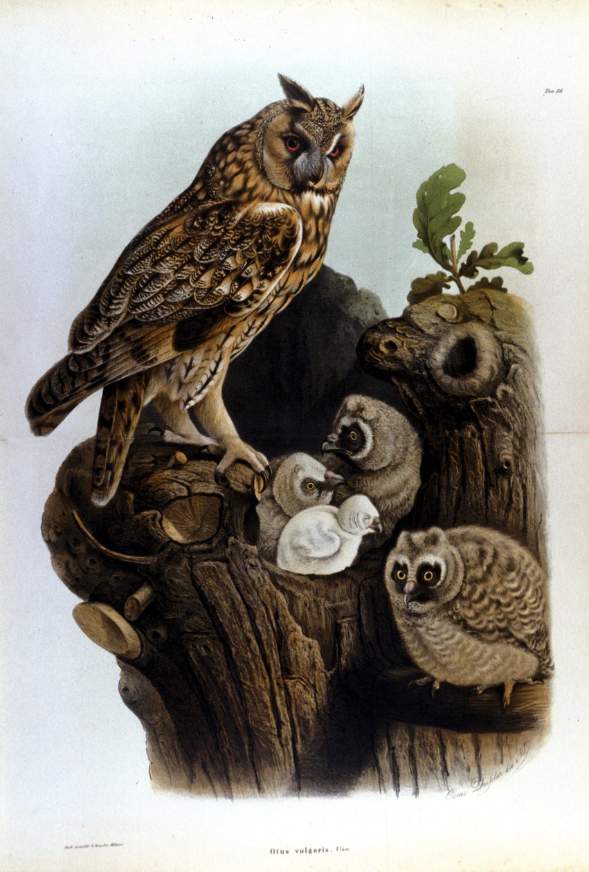 Plate som representerer en familie av ugler nær reiret. av Unknown artist