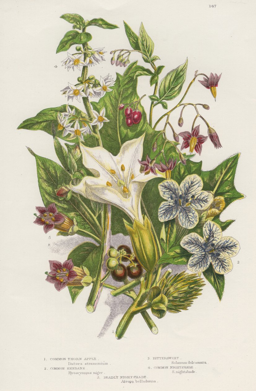 Giftige planter. I tillegg til den giftige svarte eller vanlige nattskyggen (Solanum nigrum) øverst til venstre, og Woody Nightshade eller Bittersweet (Solanum dulcarama) øverst til høyre, er det de farligere Deadly Nightshade (Atropa belladonna) nederst t av Unknown artist
