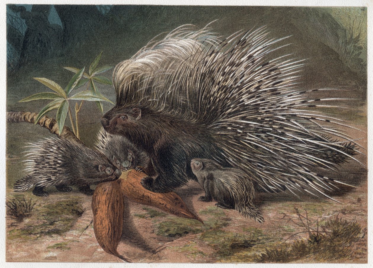Pork epic a crete (porc-epic) - The crested porcupine (Hystrix cristata) - engraving from “” Brehm