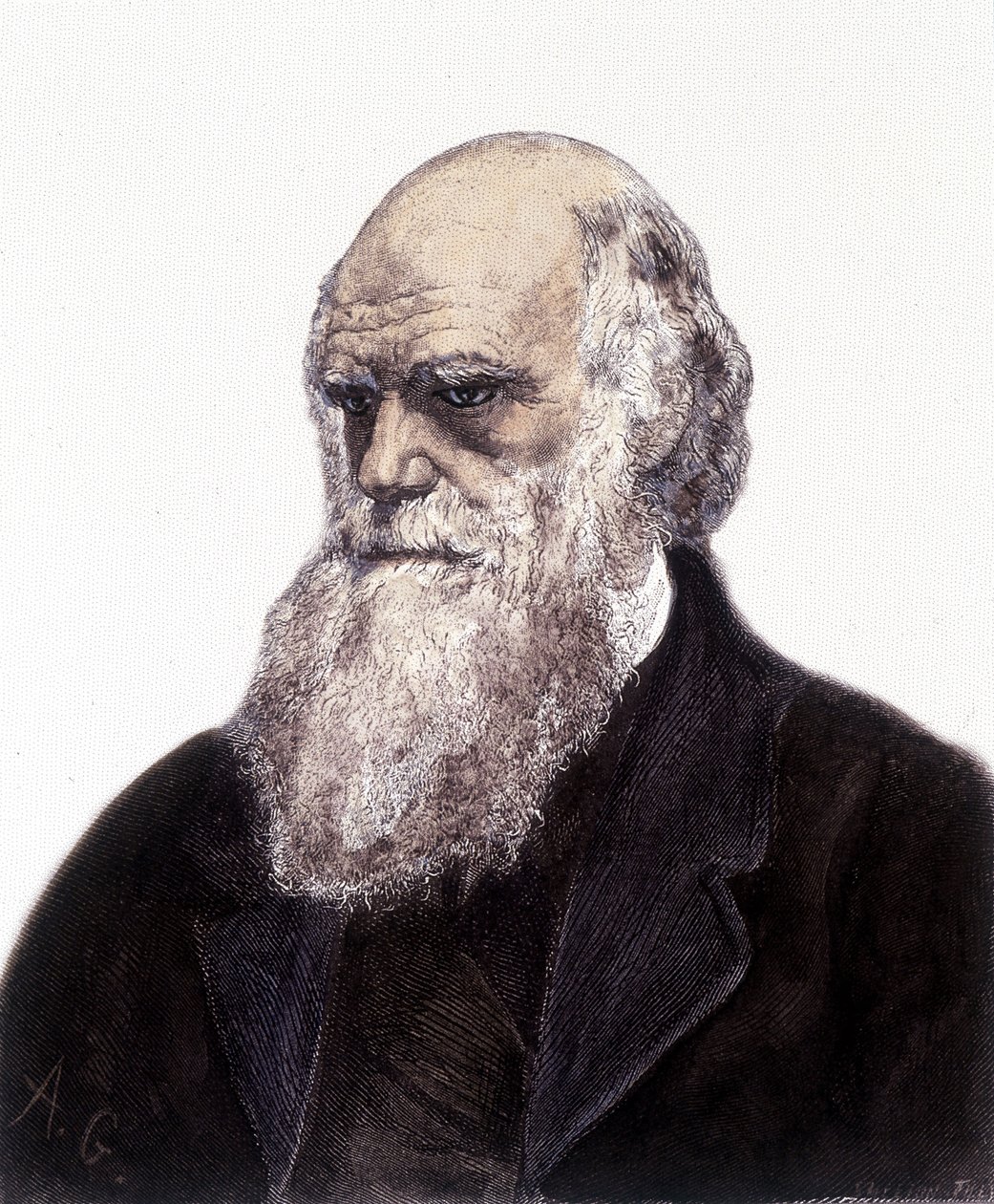 Portrett av Charles Robert Darwin, britisk naturforsker (1809-1882) av Unknown artist