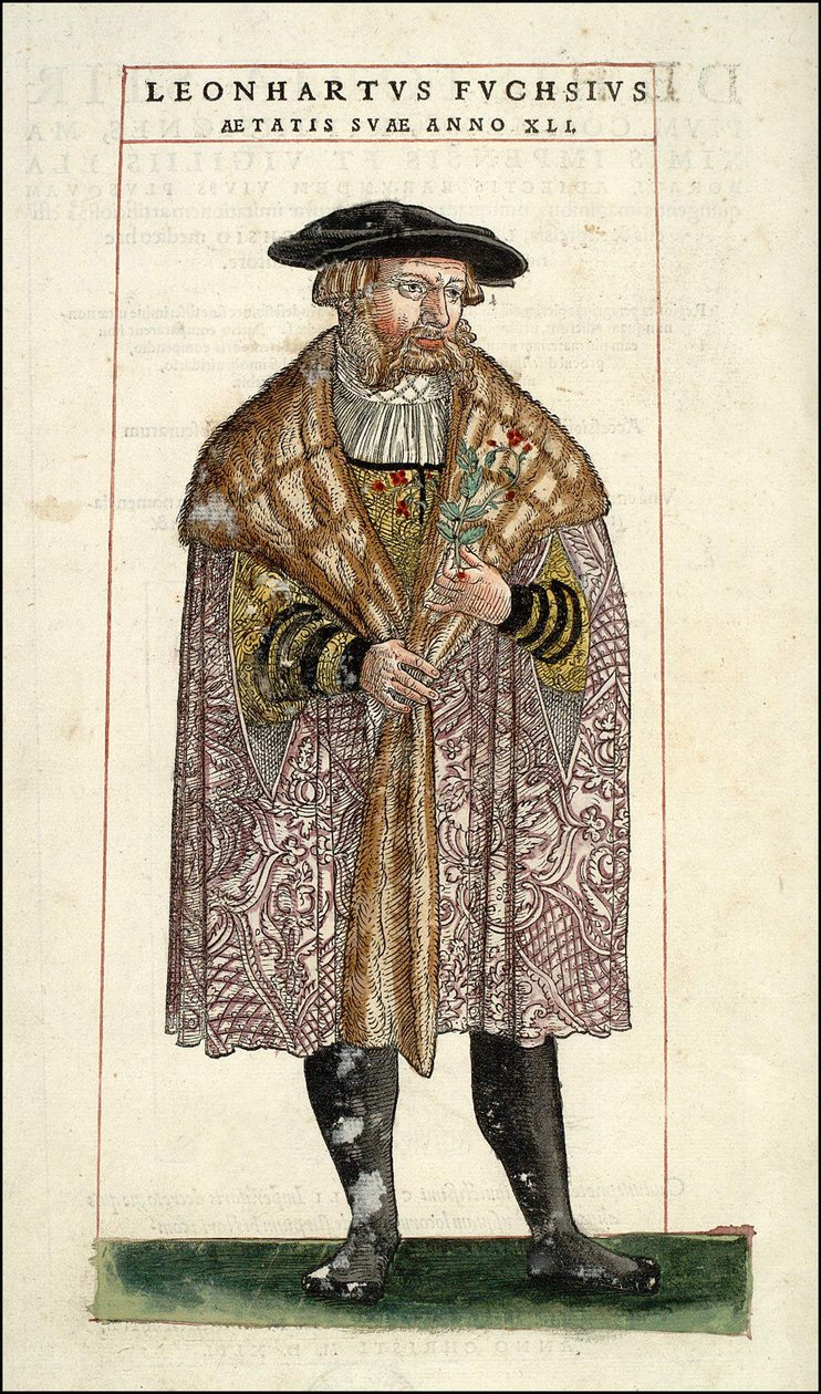 Portrait of Leonhart Fuchs: Botanist - German doctor (1501 - 1566) - in “” De Historia Stirpium commentarii badges,...” by Leonhart Fuchs av Unknown artist