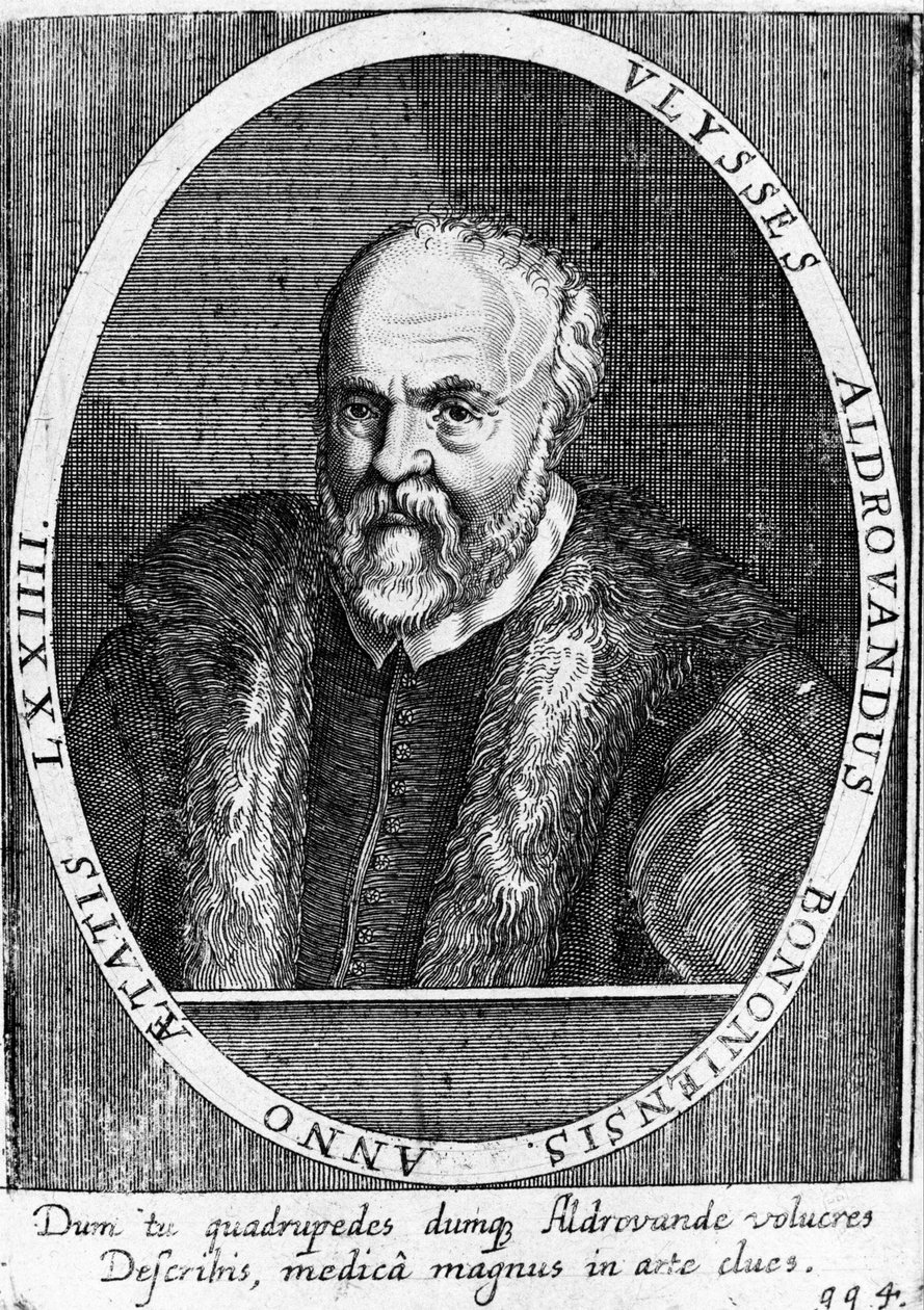 Portrett av Ulisse Aldrovandi (1522 - 1605?). av Unknown artist
