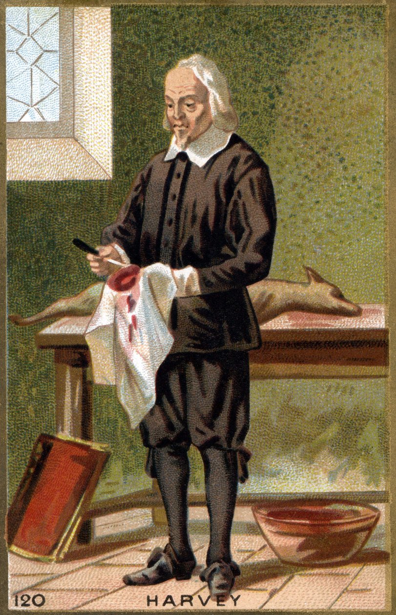 Portrett av William Harvey (1578 - 1657), engelsk lege. 1800-talls kromolitografi. av Unknown artist