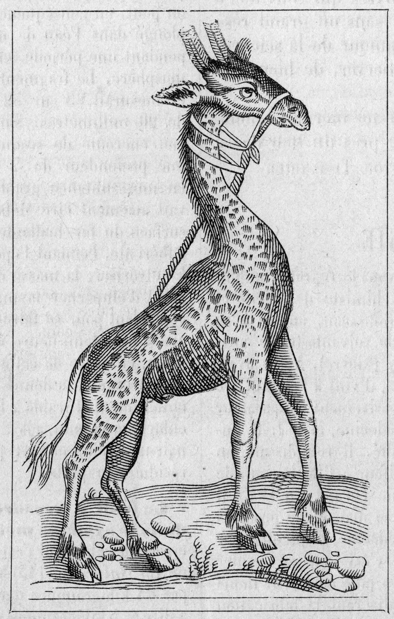 Portrett av en sjiraff. (Etter Pierre Belon av Unknown artist