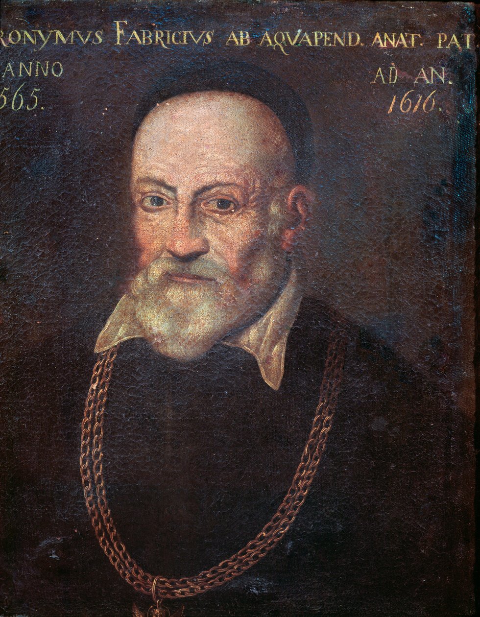 Portrett av banebrytende anatom og kirurg Hieronymus Fabricius (maleri av Unknown artist