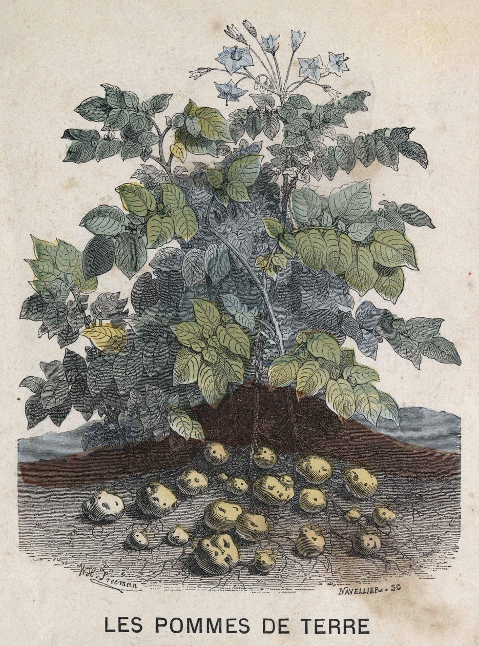 Potatoes. 19th century illustration. Bianchetti collection. av Unknown artist
