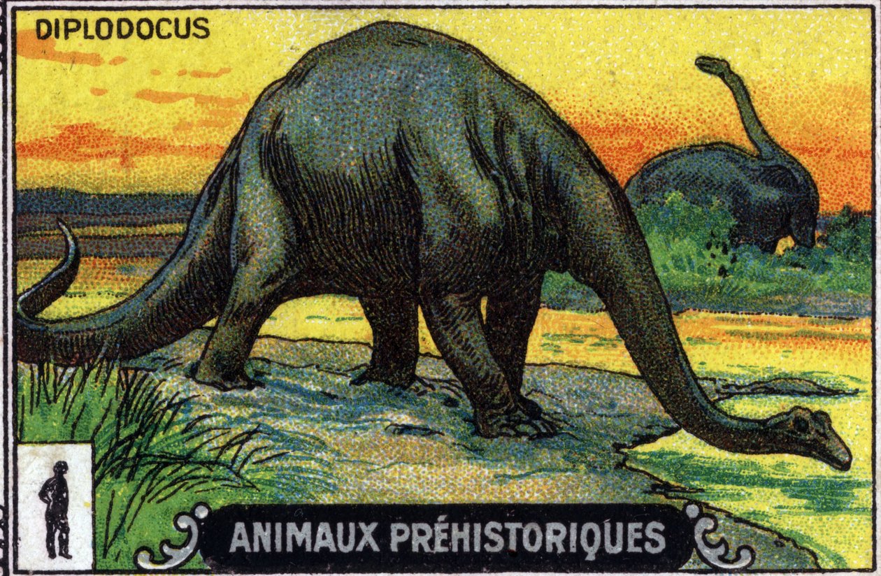 Forhistorisk dyr: en diplodocus dinosaur (chromo) av Unknown Artist
