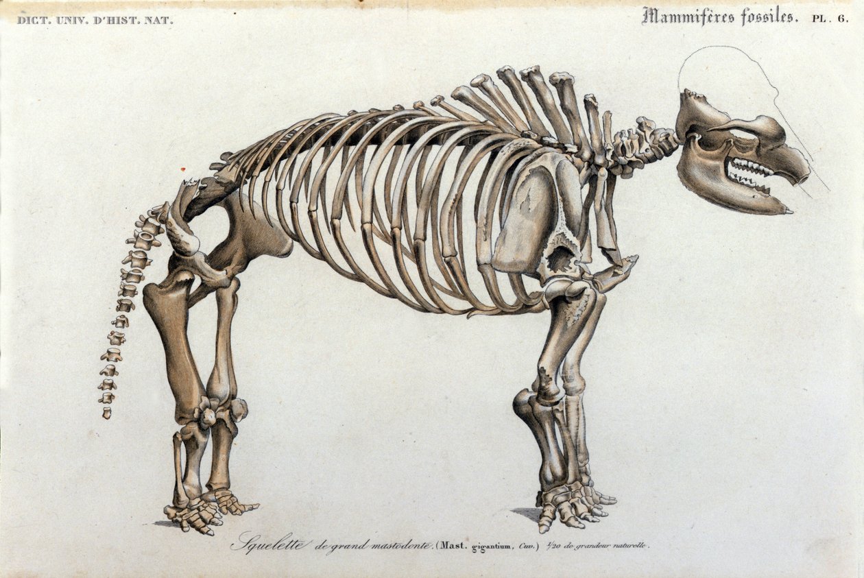 Forhistorie: Mastodont skjelett, fossile pattedyr (Mas gigantium). Plate med paleontologi fra "Universal Dictionary of Natural History" av Mr. Charles D