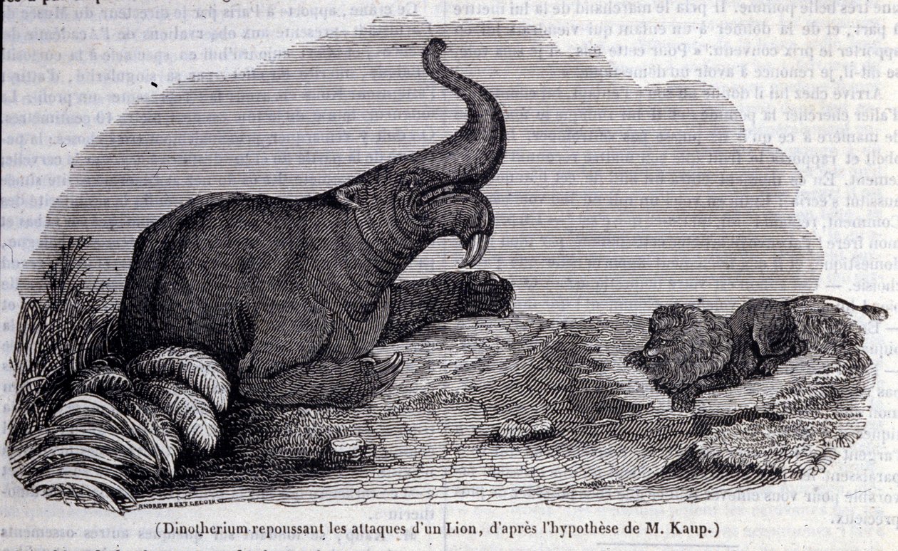 Forhistorie: representasjon av et dinotherium, type pachyderm, som frastøter angrepet av en løve. Gravering av 1800-tallet av Unknown artist