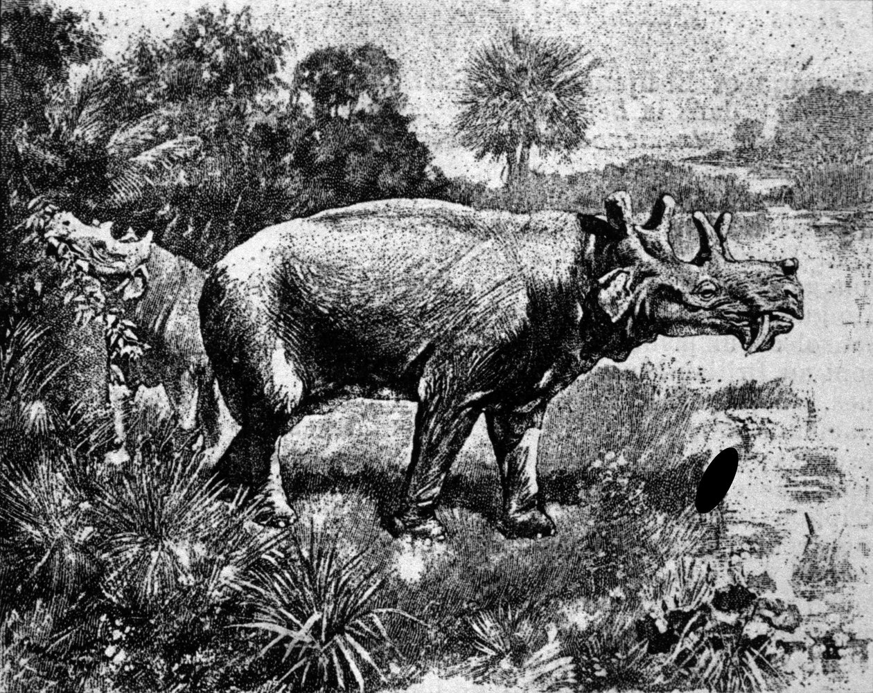 Forhistorie: representasjon av en firhornet Uintatherium-dinosaur. av Unknown artist