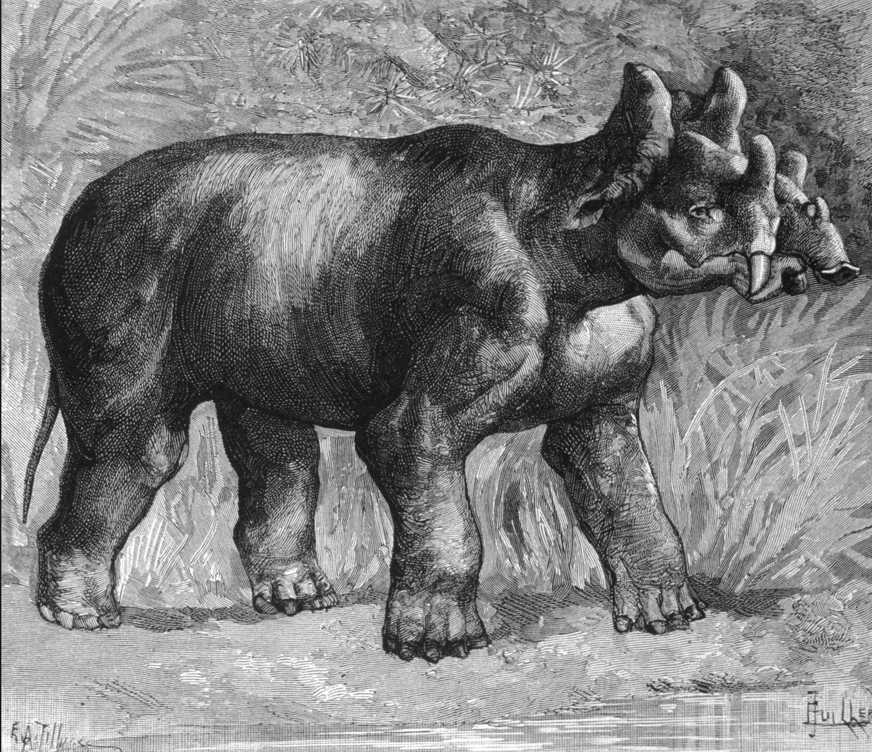 Forhistorie: representasjon av en mirabil dinoceras, en svak art av neshorn. Gravering fra slutten av 1800-tallet av Unknown artist