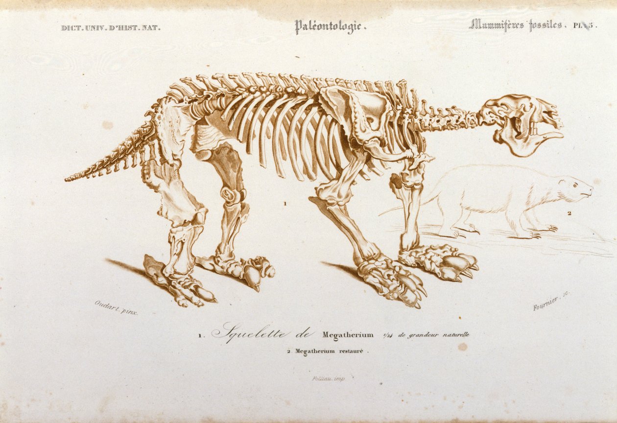 Forhistorie: skjelett av megatherium (terrestrisk lat av elefantfamilien) fossilt pattedyr. Plate med paleontologi hentet fra "Dictionnaire universel d