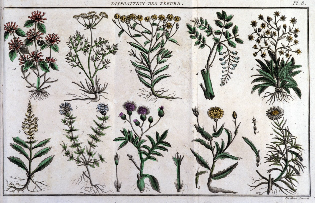 Tilførsel av blomster: i "" Flora Françoise, eller en kort beskrivelse av alle plantene som vokser naturlig i Frankrike, arrangert i henhold til en ny analysemetode som vi legger ved sitatet om deres mindre tvetydige dyder innen medisin og deres bruk av Unknown artist