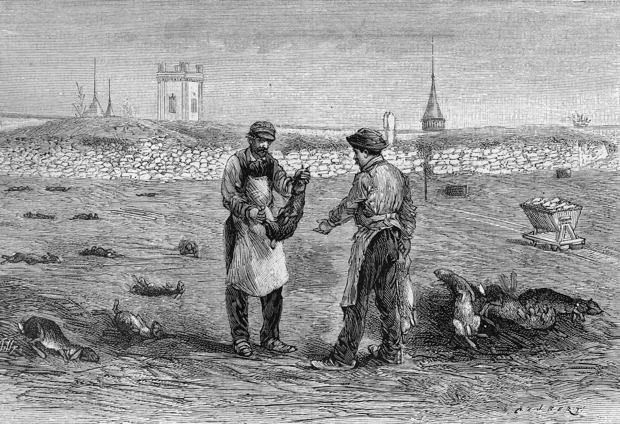 Kanin lik drept av kyllinger kolera mikrobe. Erfaring fra Mme enke Pommery i Champagne. (Fra et fotografi av Mr. Trumpet og informasjon formidlet av Mr. L. Pommery). Gravering i "" La Nature: revue des sciences et de leurs applications aux ar av Unknown artist