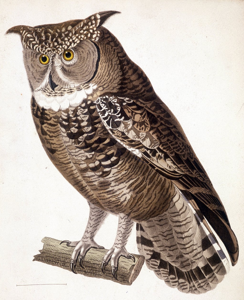 Raptor: Afrikansk ugle. 1800-talls gravering av Unknown artist
