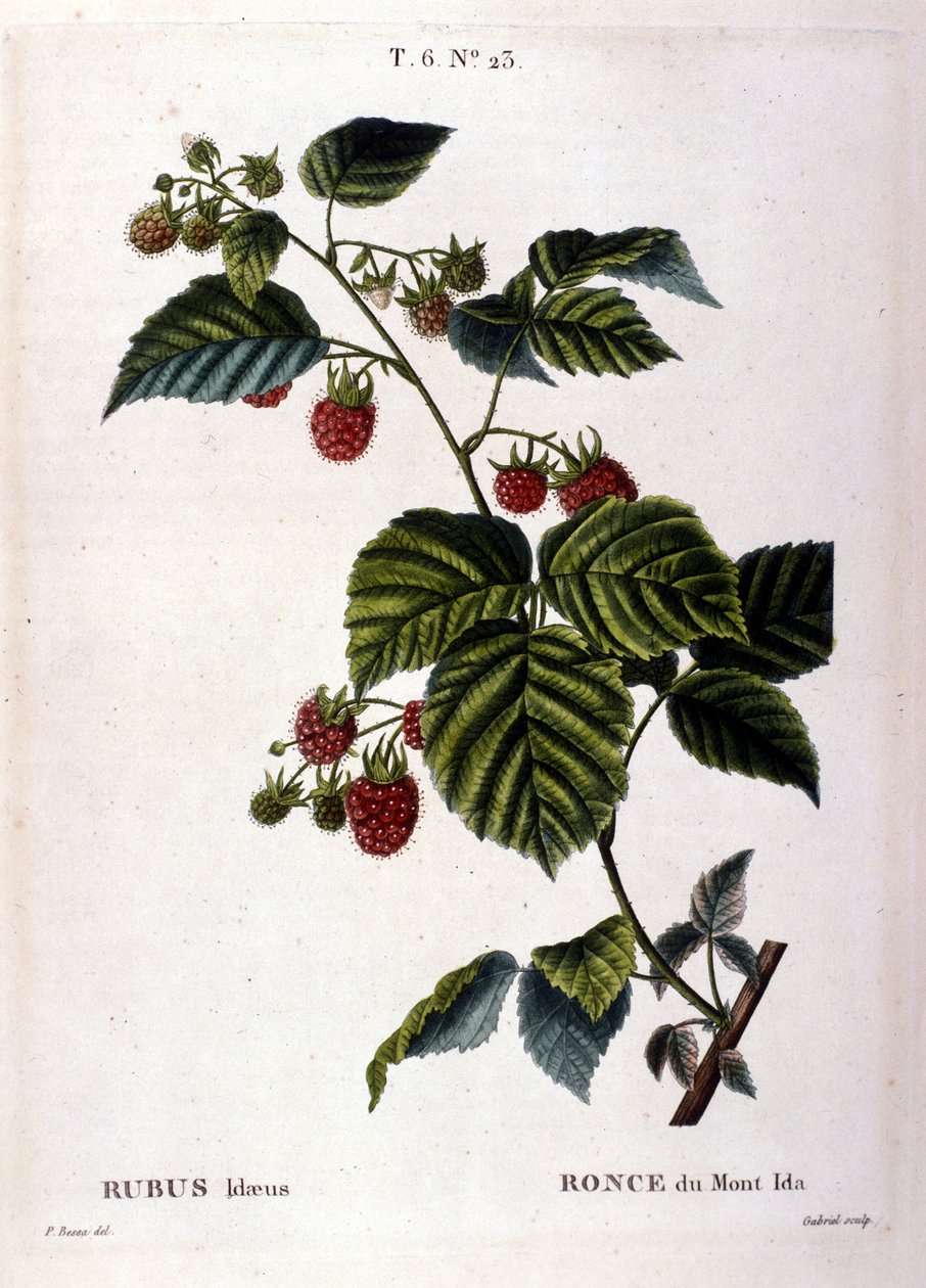 Bringebær og frukt: botanisk bord fra 1800-tallet. av Unknown artist