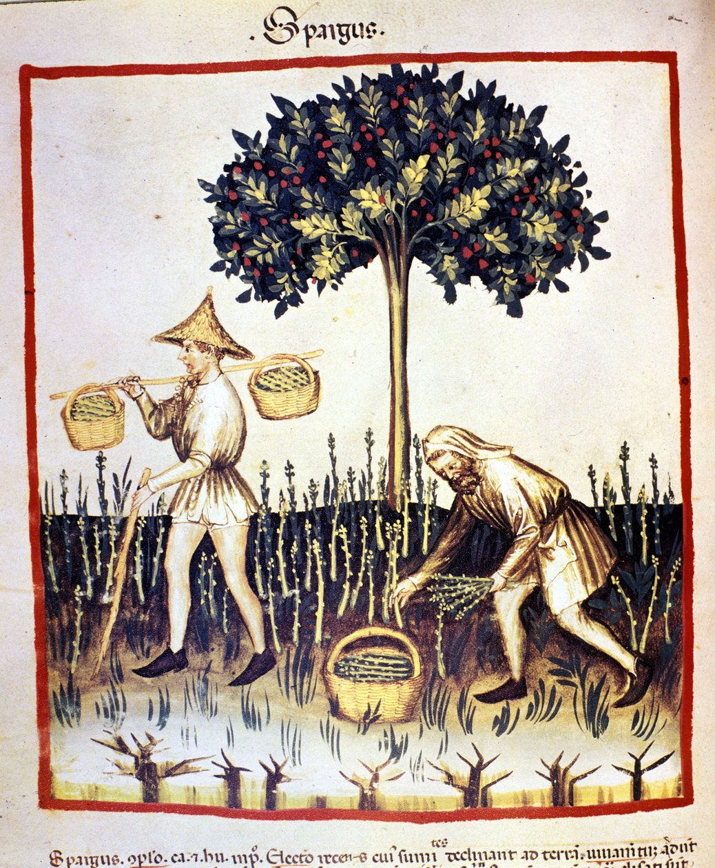 Recolle asparges. Belysning fra melking av medisin og diett "" Tacuinum sanitatis"" av Unknown artist