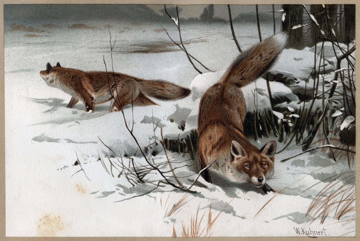 Rødrev - Rødreven (Vulpes vulpes) - gravering fra "" Brehms Dyreliv"" av Alfred Edmund Brehm (1829-1884) av Unknown artist