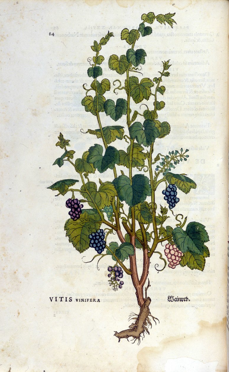 Rød vintreet. Herbarium fra 1800-tallet. av Unknown artist