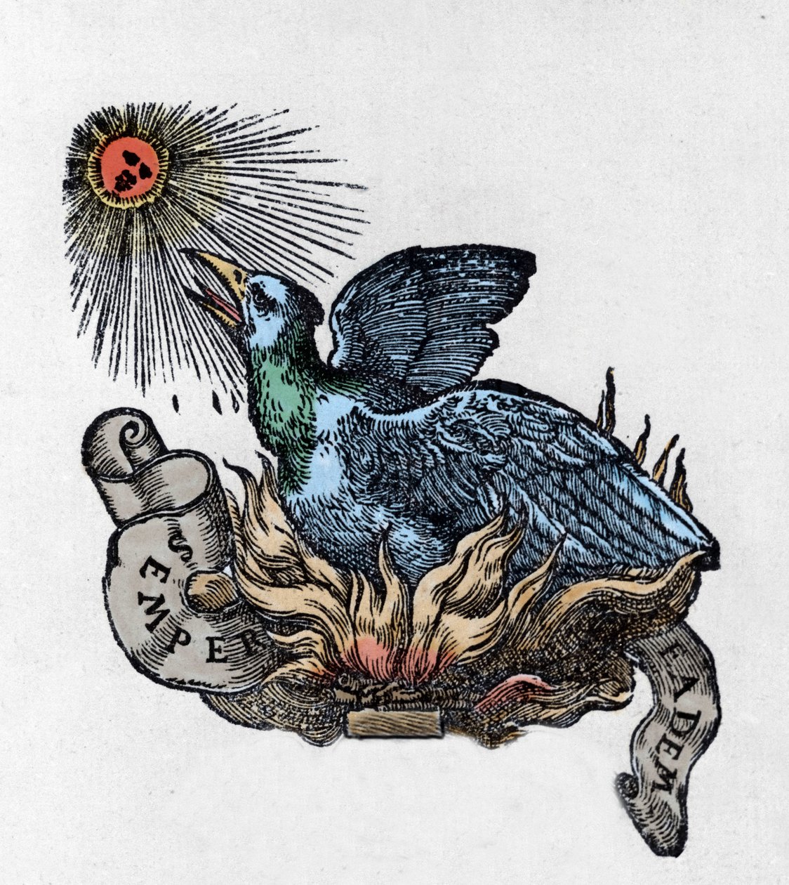 Representasjon av en Føniks (eller Føniks), legendarisk fugl, gjenfødt fra asken. Gravering fra 1800-tallet av Unknown artist