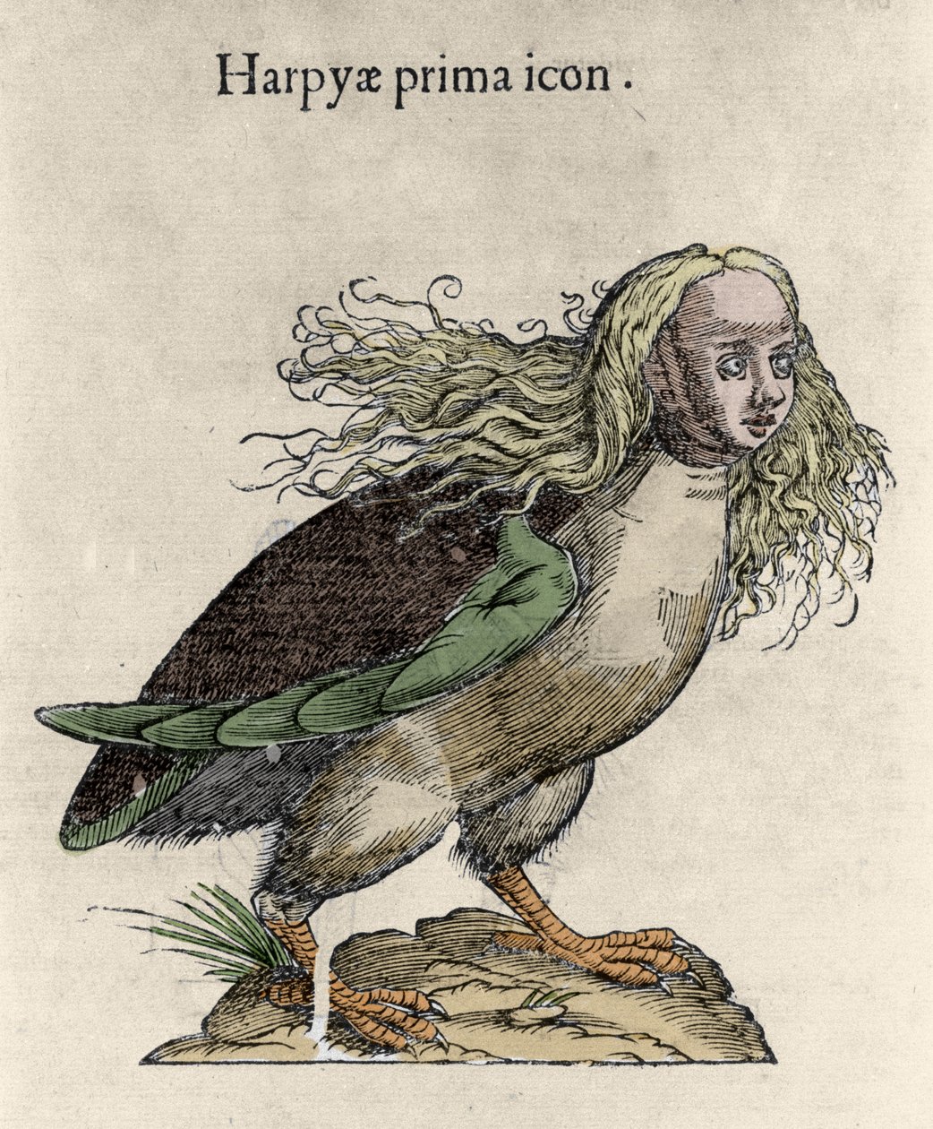Representasjon av en harpygravering av Ulisse Aldrovandi (1522-1605), "History of Monsters", Bologna 1642 av Unknown artist