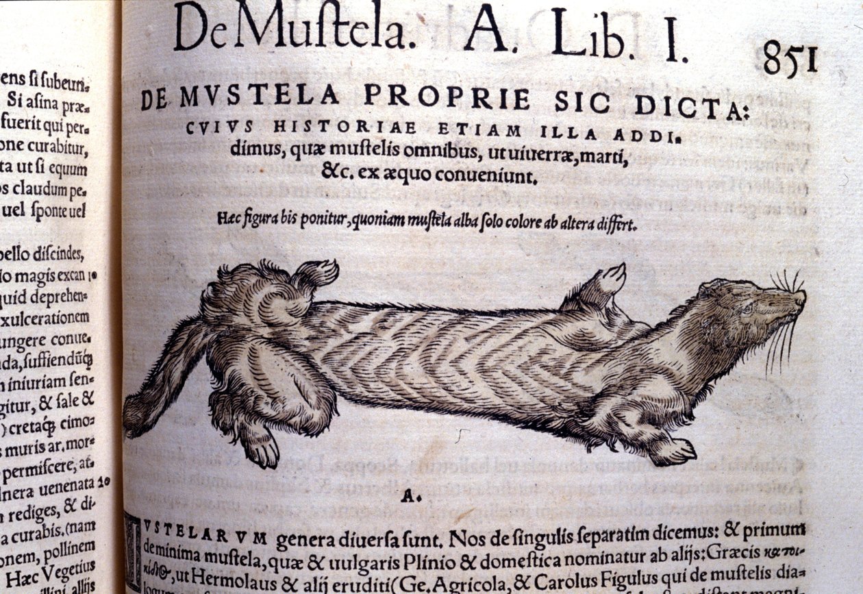 Representasjon av en mustella (familie av mustelids) relatert til veslen - i Historia Animalium av Conrad Gesner (1516 - 1565), Tiguri av Unknown artist