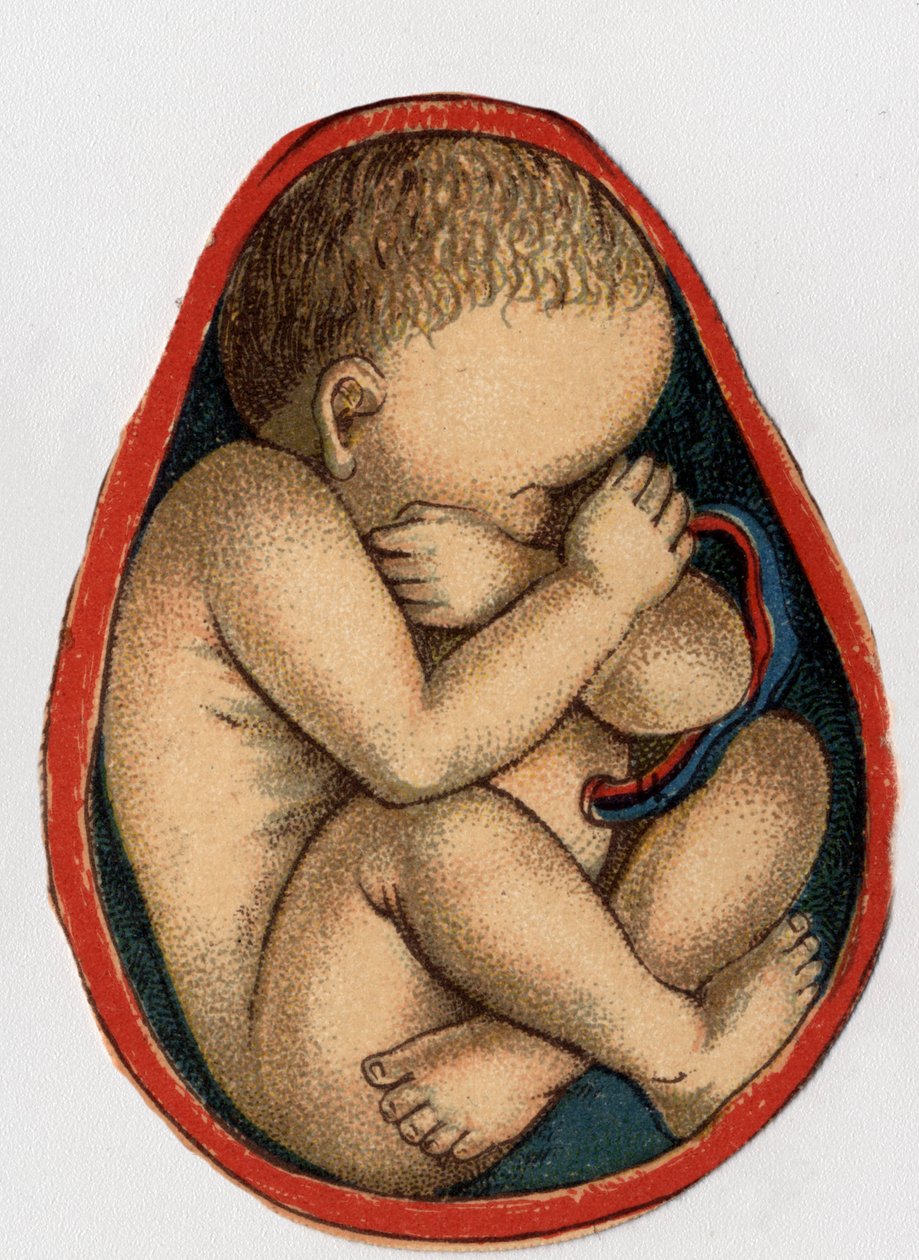 Representasjon av en livmor med graviditet. "Den nye naturlige medisinen"" av F.E. Bilz.1898. av Unknown artist