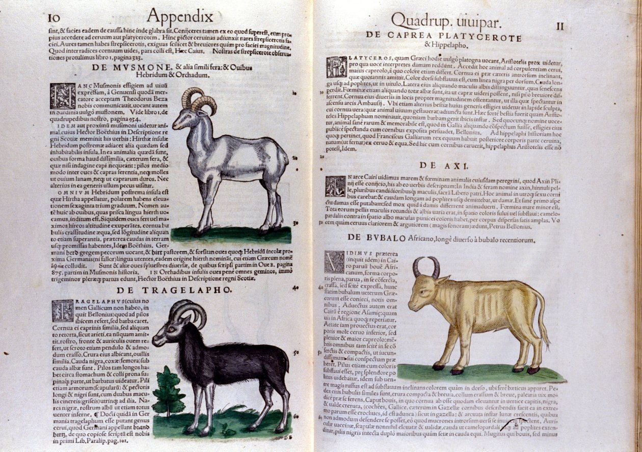 Representasjon av sauer, bøfler... - i History of Animals av Conrad Gesner (1516 - 1565), Tiguri av Unknown artist