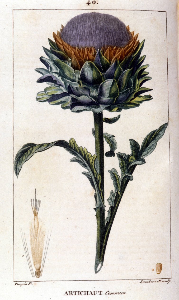 Representasjon av vanlig artisjokk. Botanisk bord. 1800-tallet. av Unknown artist
