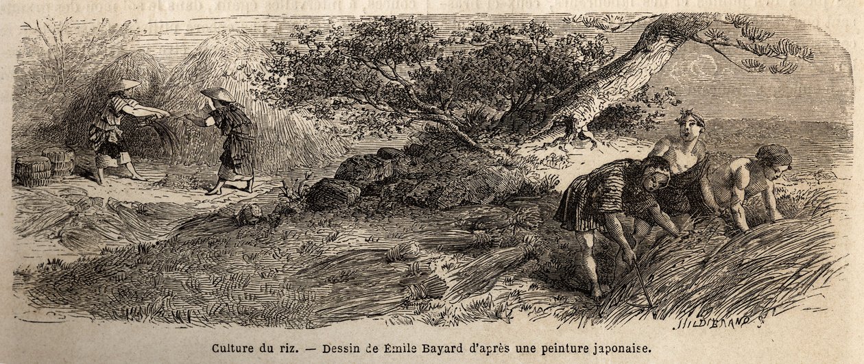 Risdyrking: høstes i oktober, stilkene gjenforenes i støvler. Gravering for å illustrere reisen til Japan i 1863-1864, av Aime Humbert, minister for det sveitsiske konføderasjonen, i "Le tour du monde, nouveau journal des voyages", utgitt under regi av Unknown artist