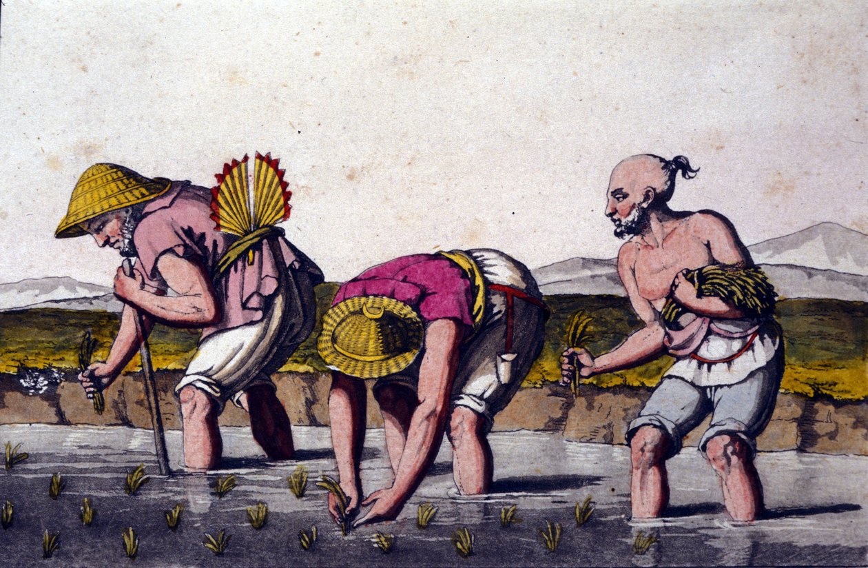 Risdyrking i Kina. 1800-tallstrykk. av Unknown artist