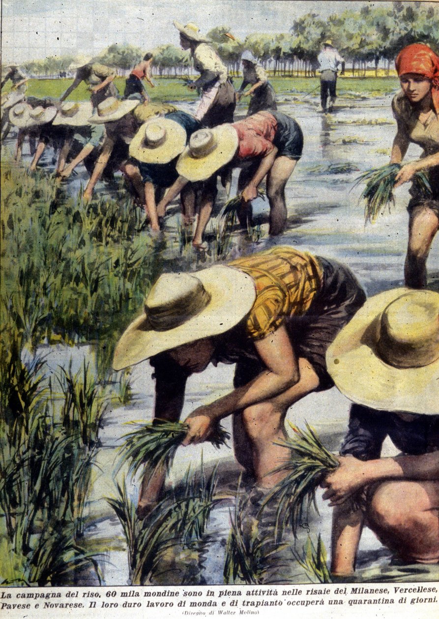 Gjenplanting av ris i nærheten av Milano i 1954. av Unknown artist