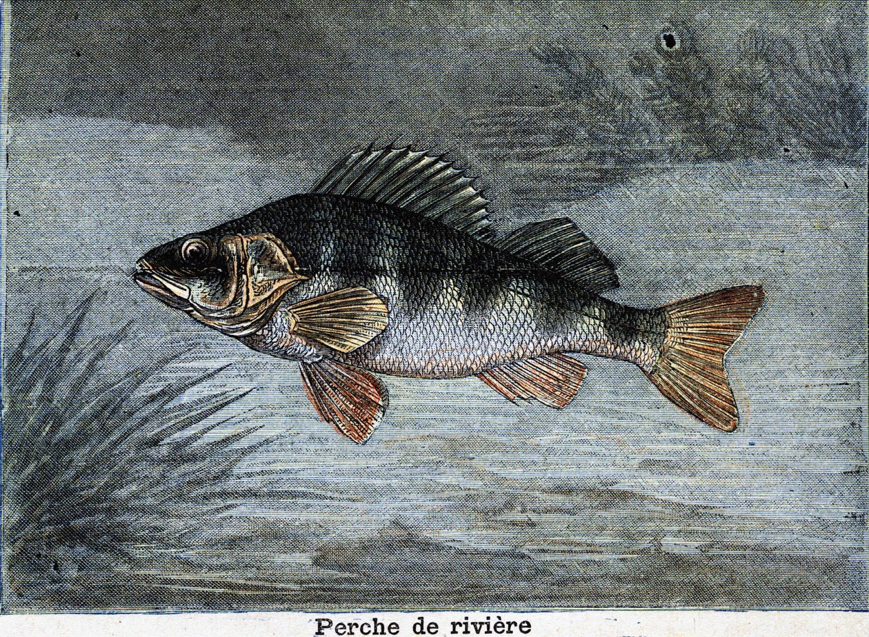 River perch. Engraving from 1897 av Unknown artist