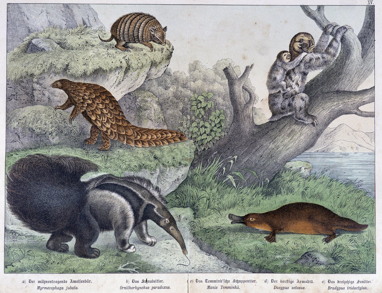 Gnagere: Tatou, lat, maur - i "" Natural histories of pattedyr", red. Schreiber av Unknown artist