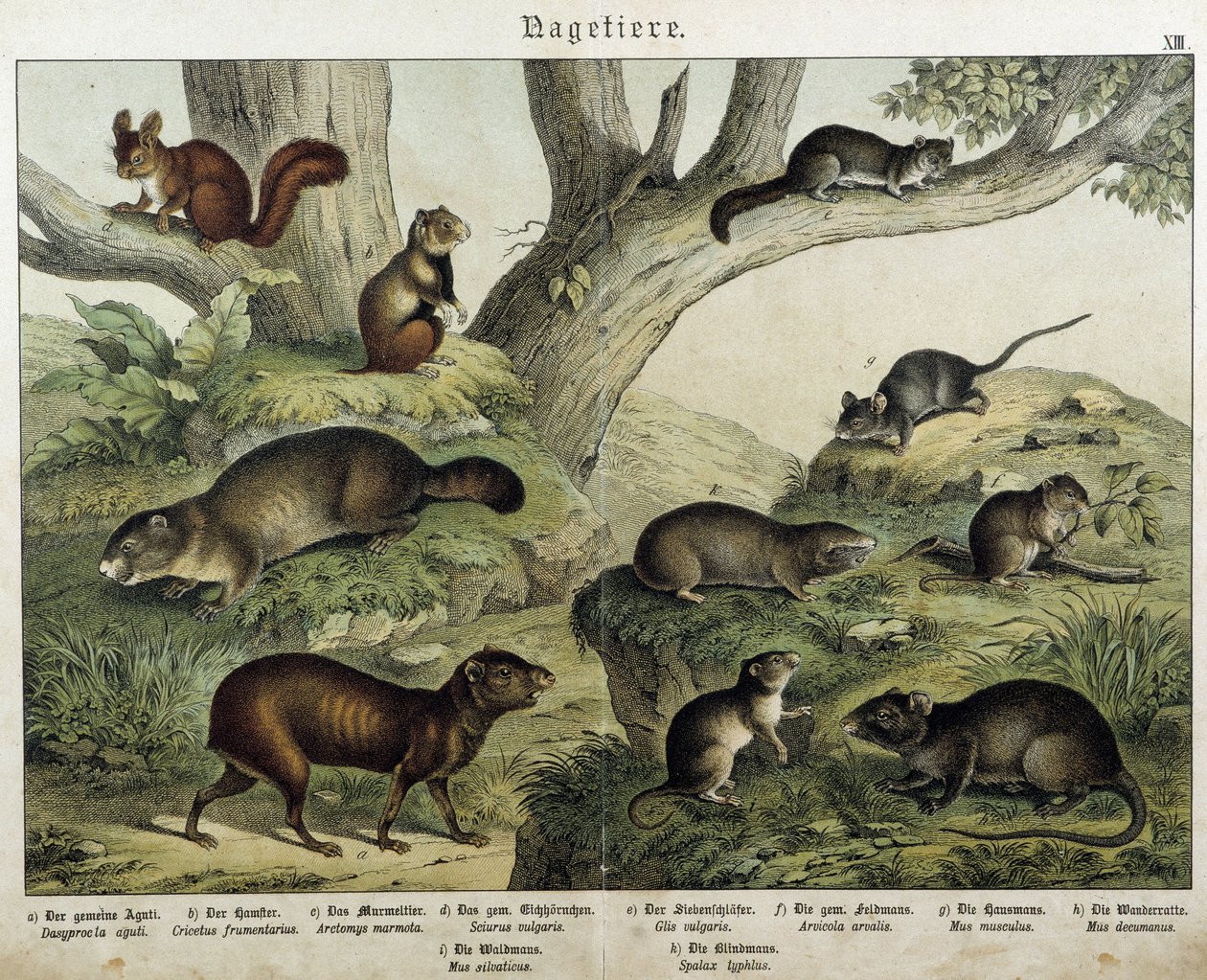 Gnager: ekorn... - i "" Natural histories of pattedyr", red. Schreiber av Unknown artist