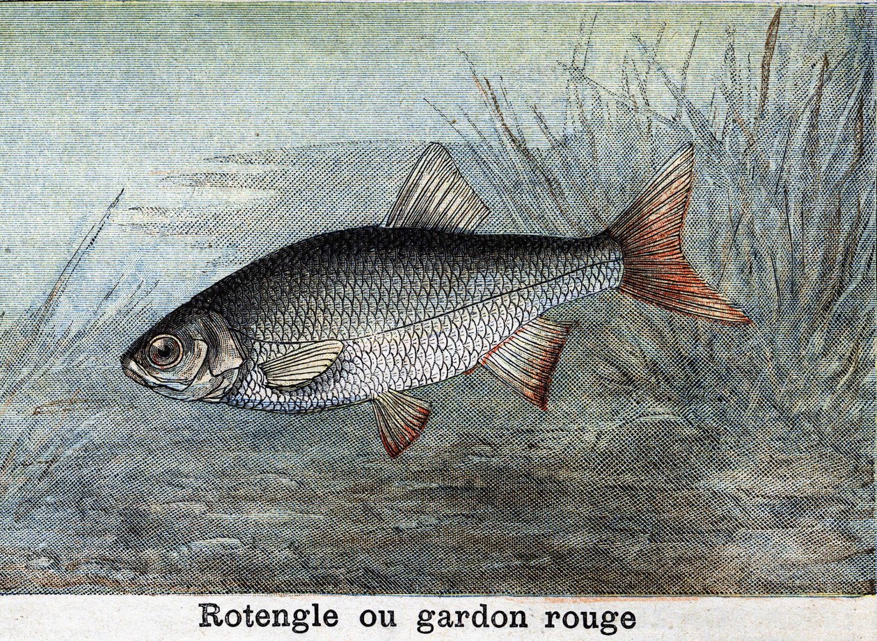 Rotengle or red roach Engraving from 1898 av Unknown artist