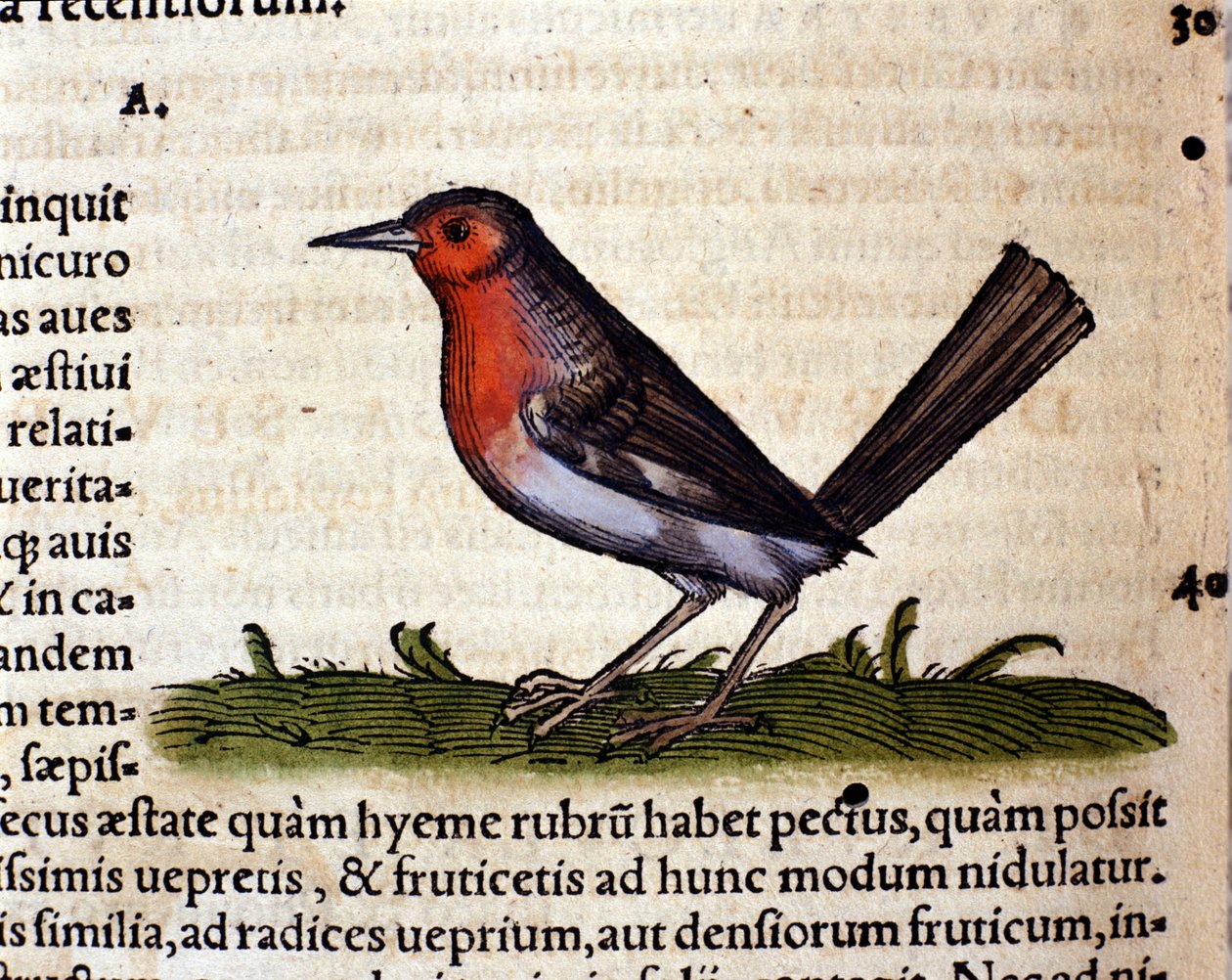 Rouge etter Historia Animalium av Conrad Gesner, Tiguri 1560. Biblioteca Nazionale Braidense. Milan av Unknown artist