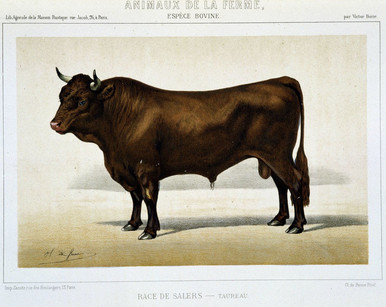 Salers Breed Taurus - i "" Farm Animals"" av Unknown artist