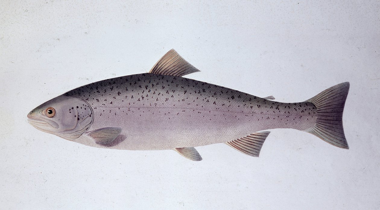 Lakseørret - Naturhistorisk styre av Unknown artist