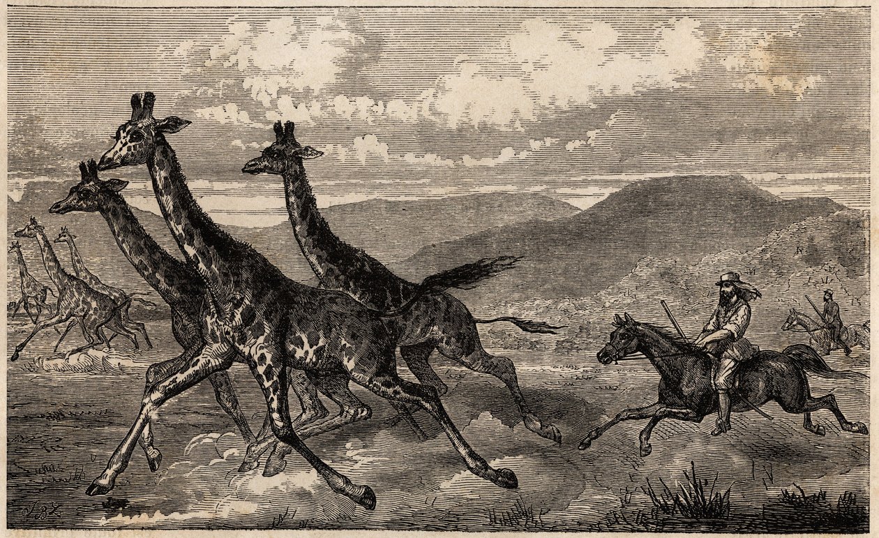 Samuel W. Baker jakter på sjiraffer i Sentral-Afrika i Upper Nile-regionen. Gravering for illustrasjon av turen til Lake Albert, i 1861-1864, av Sir Samuel White Baker, i "Le tour du monde, nouveau journal des voyages"" utgitt under ledelse av Ed av Unknown artist