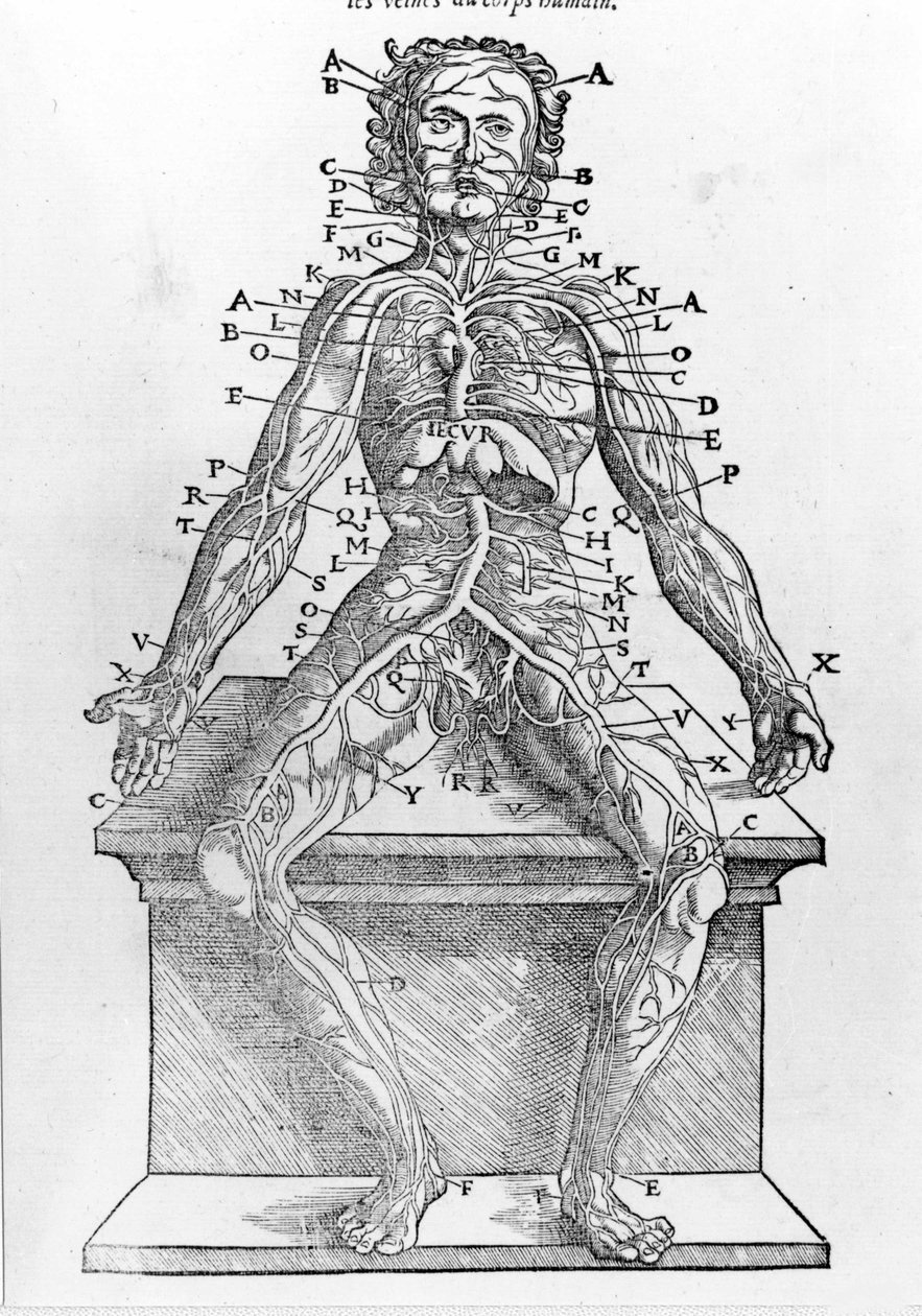 Utsnitt av en menneskekropp fra W. H. Ryff Anatomisk beskrivelse av alle deler av menneskekroppen trykt i Paris i 1545 av Unknown artist