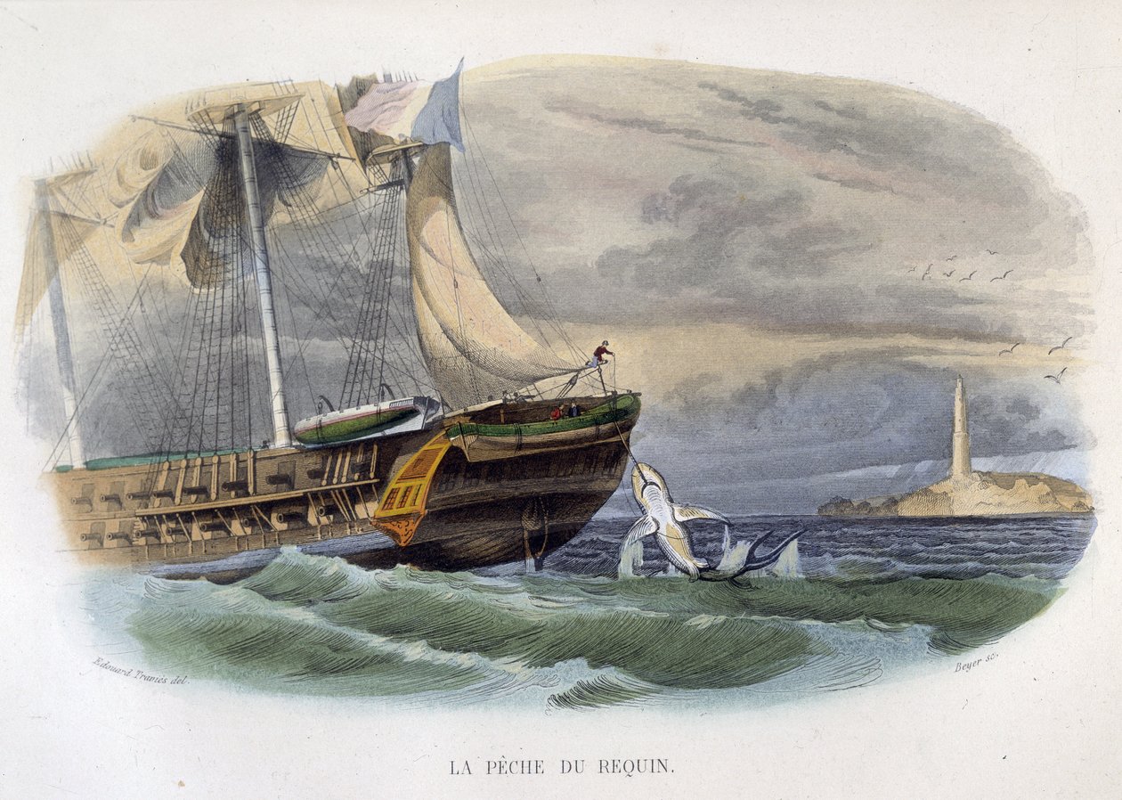 Haifiske - i "Lacepèdes naturhistorie"" av Unknown artist