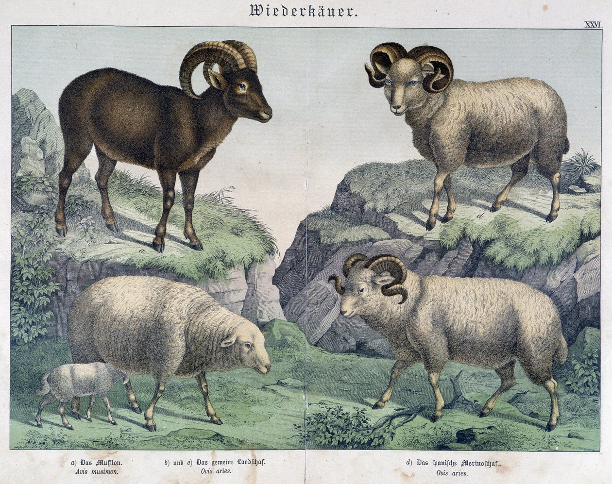Sau: Sau, vær, steinbukk - i “” Histoires naturelles des pattedyr ””, red. Forfatter av Unknown artist