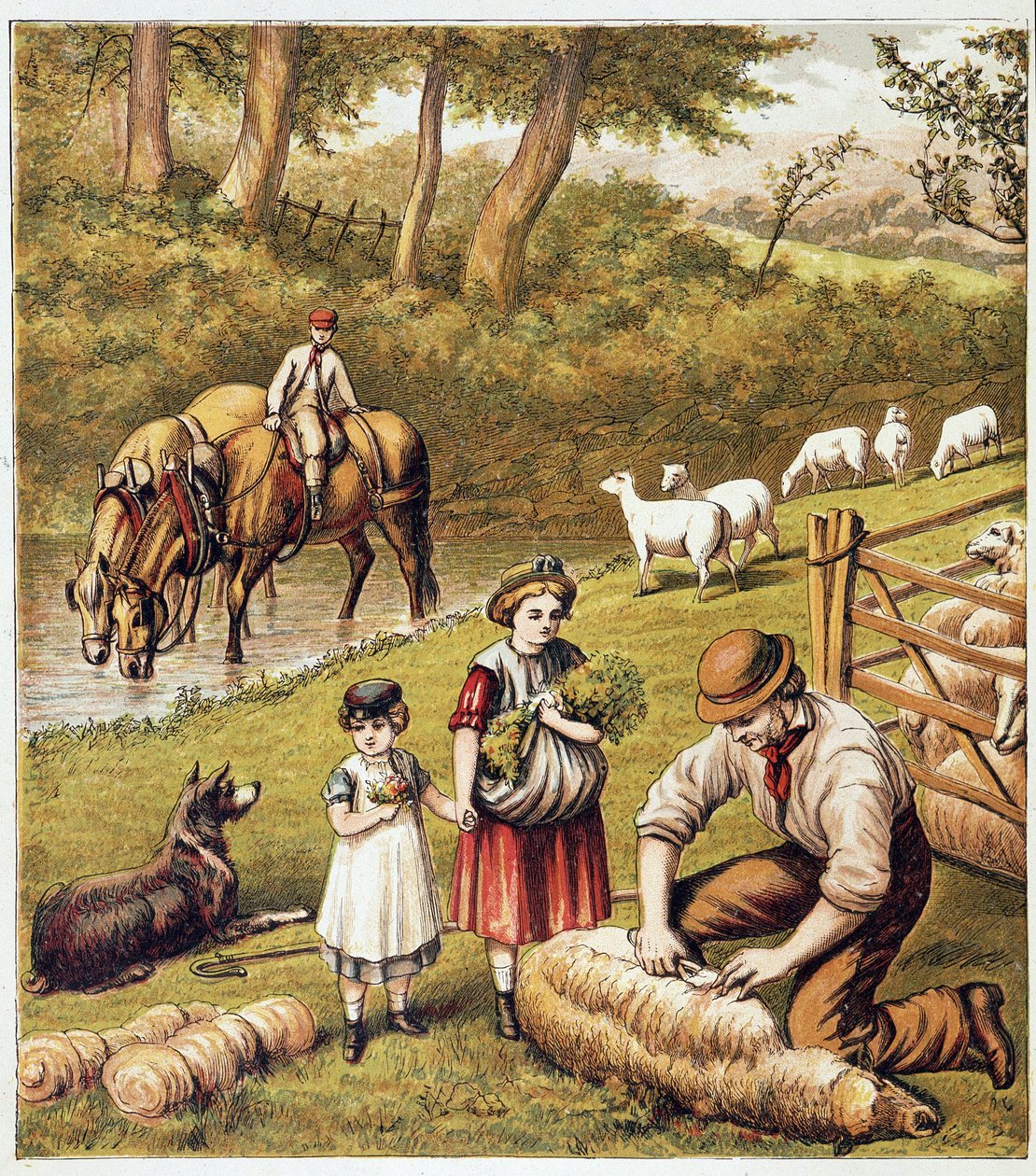 Saueklipping - kromolitografi av Unknown artist