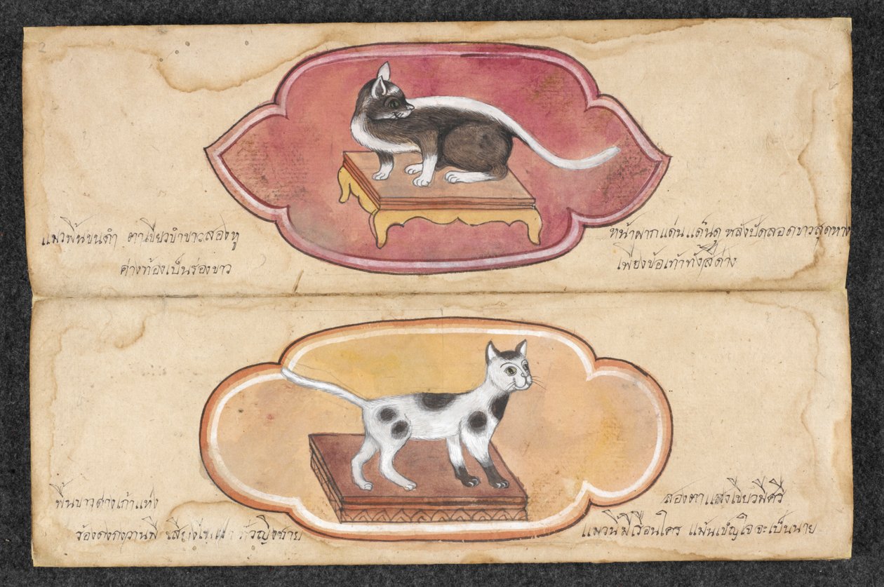 Siamesiske katter av Unknown artist
