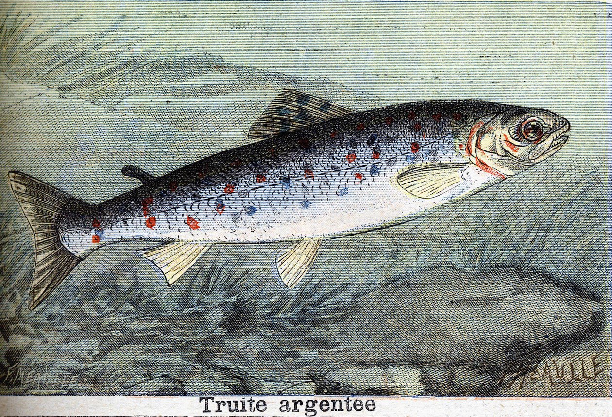 Silver trout engraving from 1898 av Unknown artist